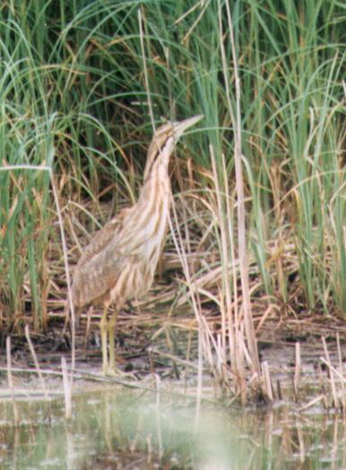 bittern.jpg (45580 bytes)