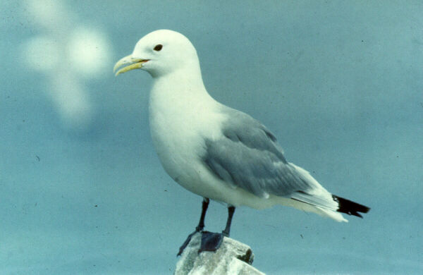 blackleg.jpg (30964 bytes)