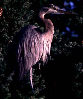 blueheron.jpg (16753 bytes)
