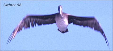 brown.jpg (18089 bytes)