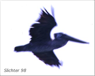 brown1.jpg (10658 bytes)