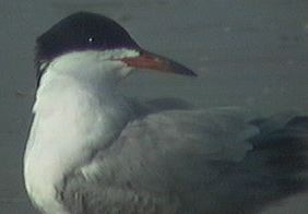 common-tern.jpg (6634 bytes)