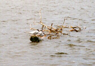 commontern3.jpg (19795 bytes)