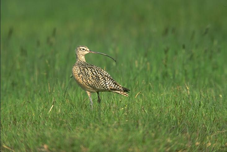 curlew.jpg (43294 bytes)