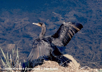 dccormor1.gif (67192 bytes)