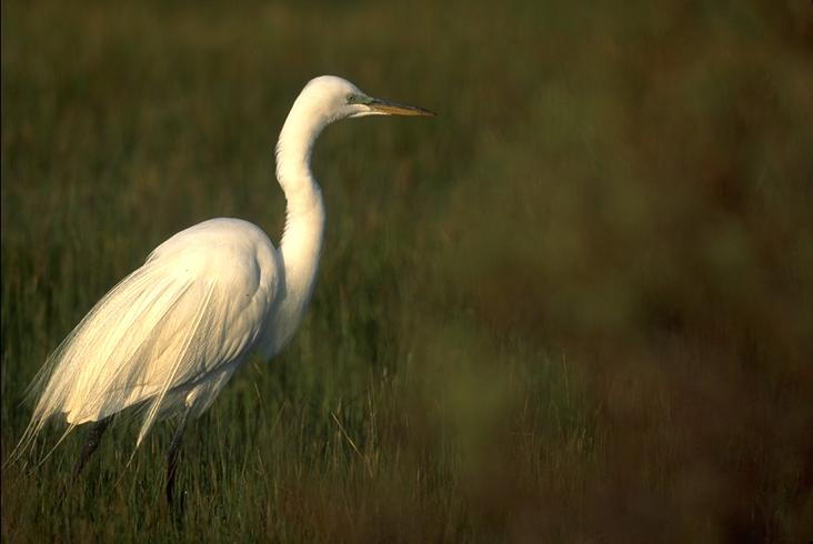 egret.jpg (29770 bytes)