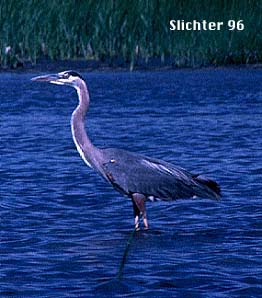 gblueheron.jpg (19521 bytes)
