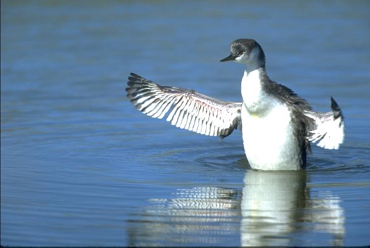 grebe.jpg (38030 bytes)