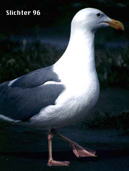 herring.jpg (11050 bytes)