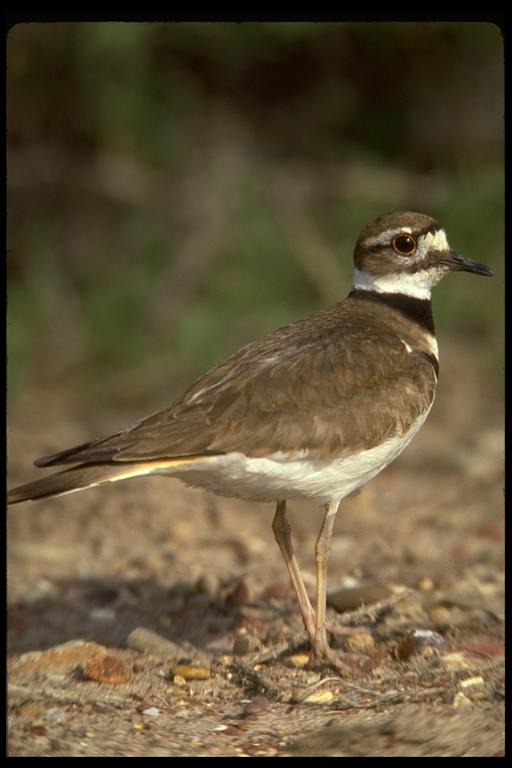 killdeer.jpg (42199 bytes)