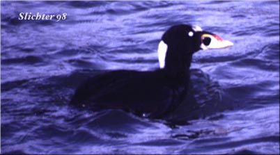 surfscoter.jpg (21514 bytes)