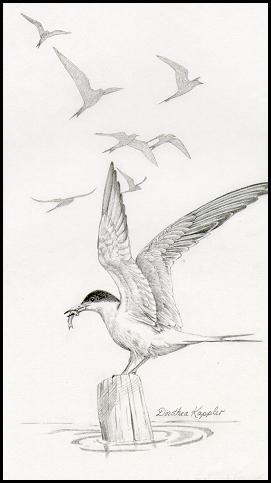 tern2.jpg (14140 bytes)