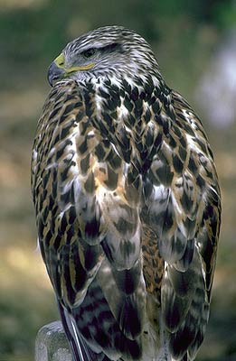 hawk1.jpg (23938 bytes)