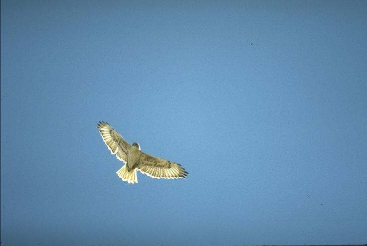 hawk2.jpg (23270 bytes)